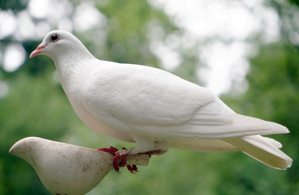 A close-up of a white dove perched on a stone bird statue, set against a blurred green background, symbolizing peace and the Holy Spirit.