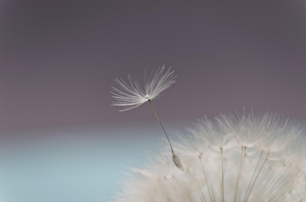A close-up image of a dandelion seed, delicately balanced on a slender stem, against a soft, blurred background.