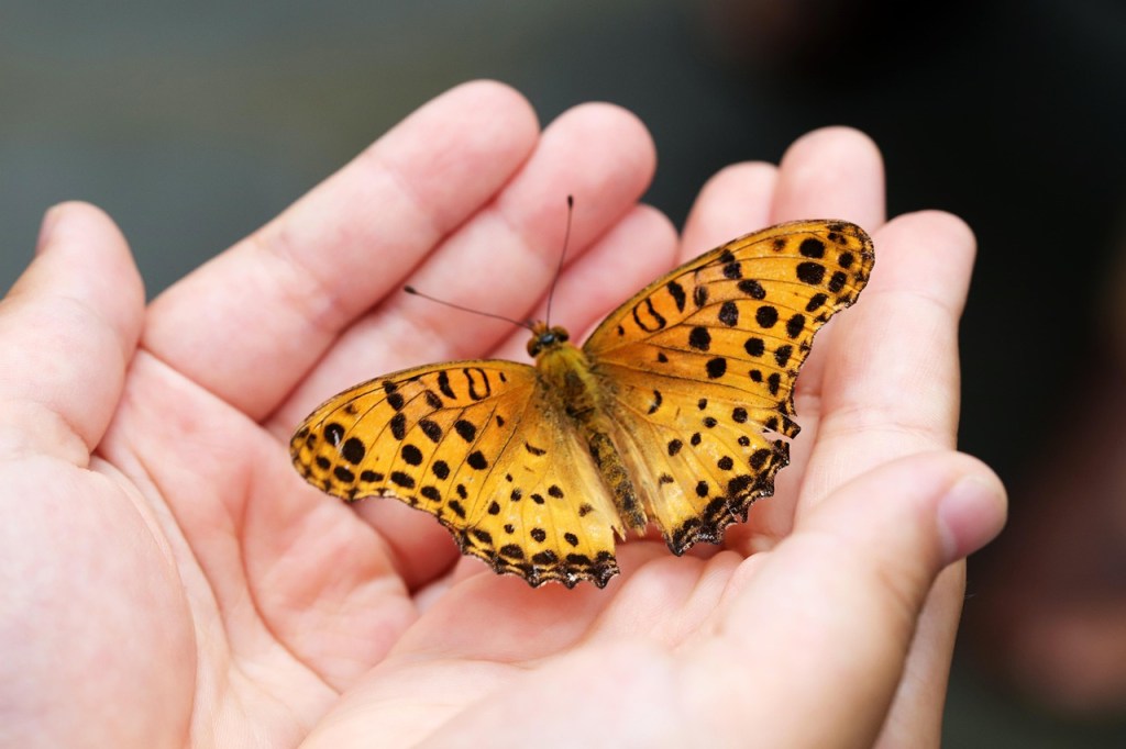A person gently holding a butterfly with orange and black patterns in their hand.
